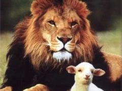 thumb lion-lamb