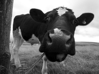 cow